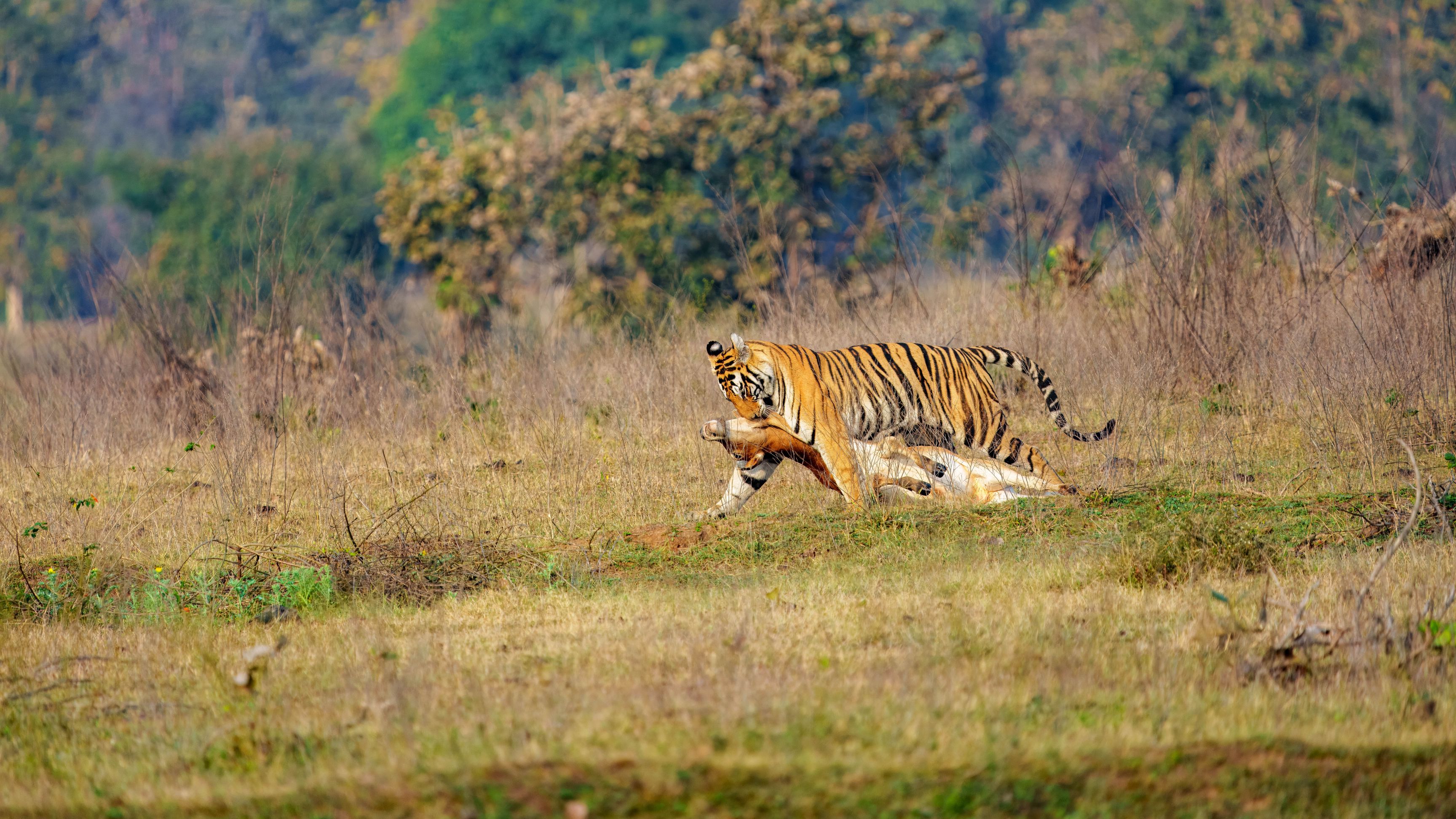 Königstiger, Bengal Tiger Panthera tigris
Im Versteck warten ihre 3 Jungen auf die Beute.
